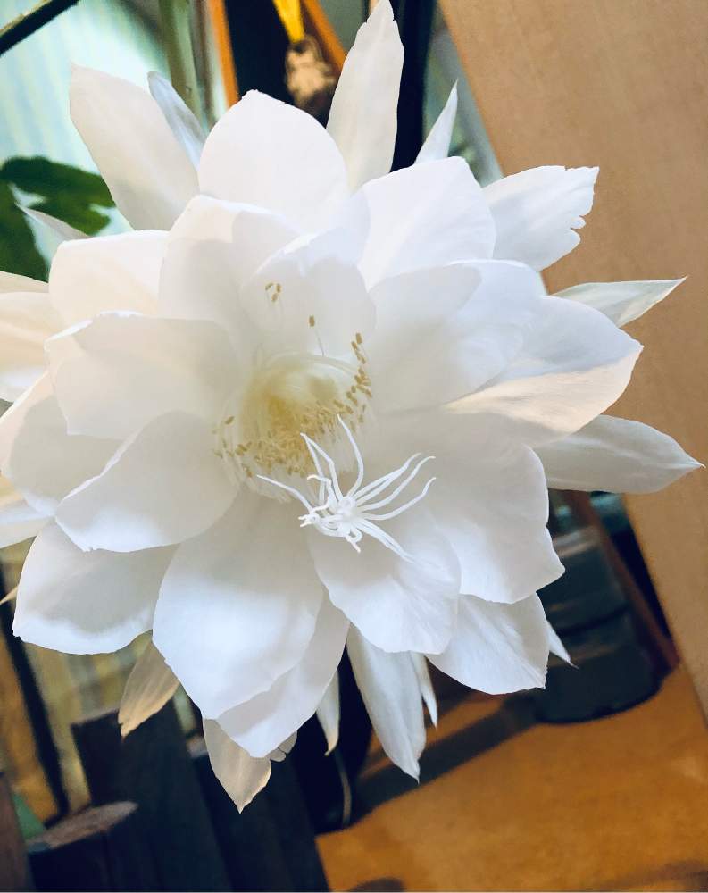 月下美人の投稿画像 By モネさん 月下美人 蕾と白い花と咲きました と咲いてくれてありがとう 月9月 27日 Greensnap グリーンスナップ