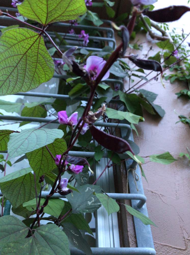 ドリチョス ラブラブ ルビームーンの投稿画像 By ぬうはパインさん マメ科と花のある暮らし 月9月27日 Greensnap グリーンスナップ