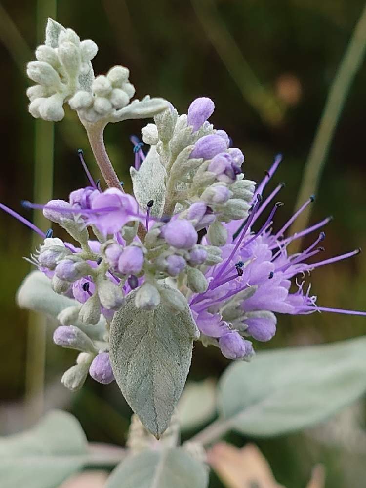 ダンギクの投稿画像 By だるまさん 癒されると花のある暮らしとありがとう としあわせと癒されると花のある暮らしとありがとう としあわせ 月9月28日 Greensnap グリーンスナップ Greensnap グリーンスナップ