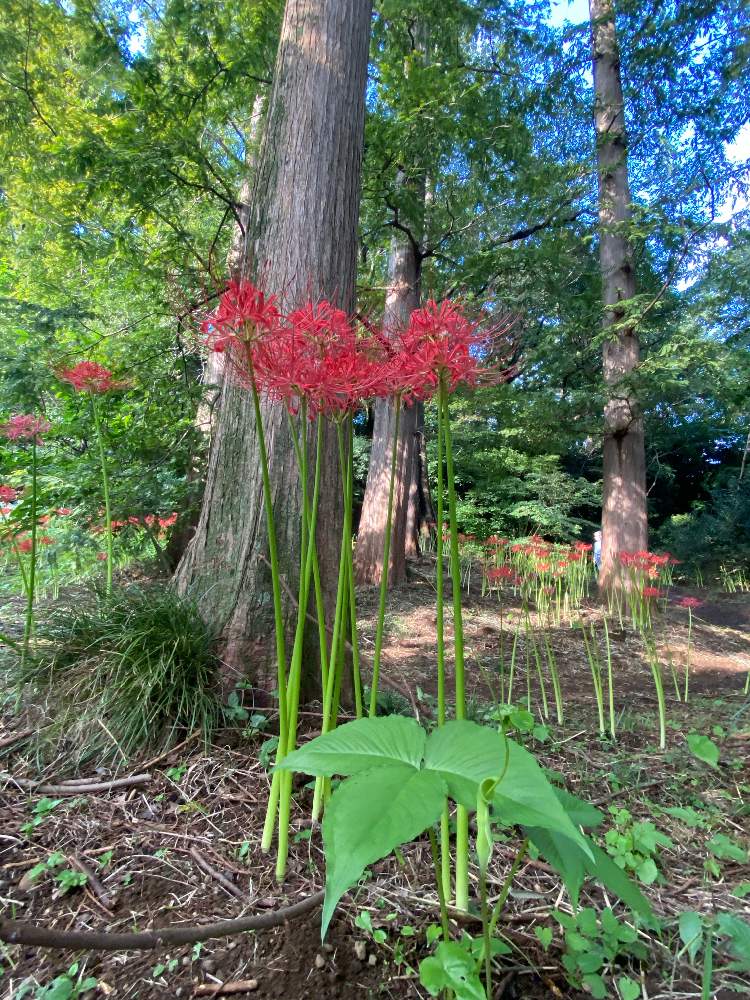 ヒガンバナの投稿画像 By てもちぶたさん オオハンゲと小石川植物園と緑の花と山野草とヒガンバナ科と赤い花とサトイモ 科と花 のある暮らしと小石川植物園と緑の花と山野草とヒガンバナ科と赤い花とサトイモ 科と花のある暮らし 月9月28日 Greensnap グリーン