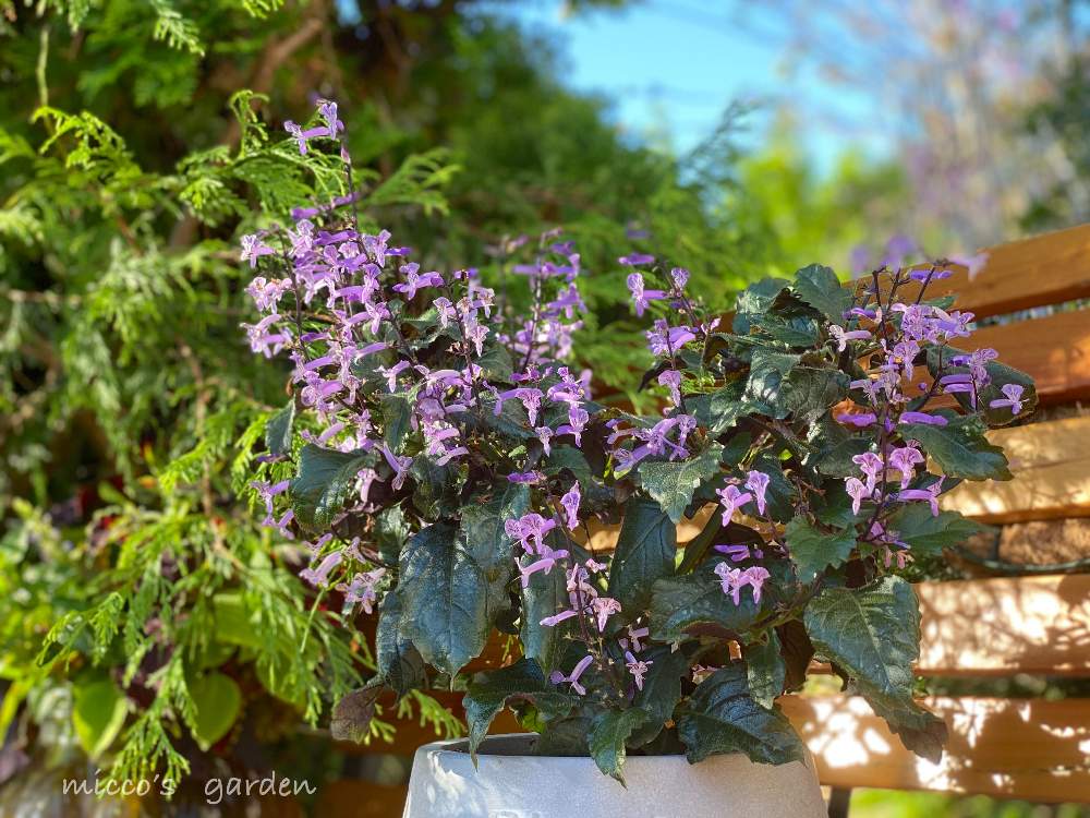 プレクトランサス モナラベンダーの投稿画像 By Miccoஐ さん 緑ある暮らしとお花大好き と小花会とマイガーデンと心ほっこりとおうち園芸と庭づくりと鉢植えとプレクトランサス モナラベンダーとグリーン大好きとガーデニングと花のある暮らしとgs皆様ありがとうと