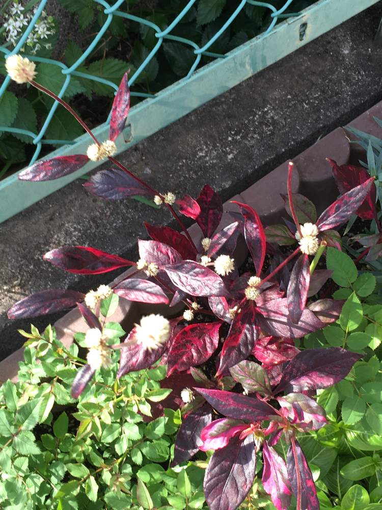 アカバセンニチコウの投稿画像 By Manabeさん アルテルナンテラ レッド フラッシュとレッドフラッシュとヒユ科ツルノゲイトウ属とヒユ科とツルノゲイトウ属と花のある暮らしと行きつけの美容室 月9月28日 Greensnap グリーンスナップ