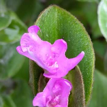 変わった花と葉っぱの投稿画像一覧 Greensnap グリーンスナップ