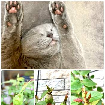 フレーズ⭐︎の画像 by miyaouさん | 小さな庭とフレーズ⭐︎とオデュッセイア♪とバラの家とシェエラザード♡とRosa Orientisとおうち園芸とバラの蕾と猫のいる暮らし