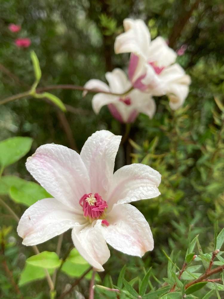 クレマチスの投稿画像 By Miさん プリンセスケイトとクレマチス プリンセスケイトと小さな庭とクレマチス同盟とクレマチス同盟 月9月28日 Greensnap グリーンスナップ Greensnap グリーンスナップ