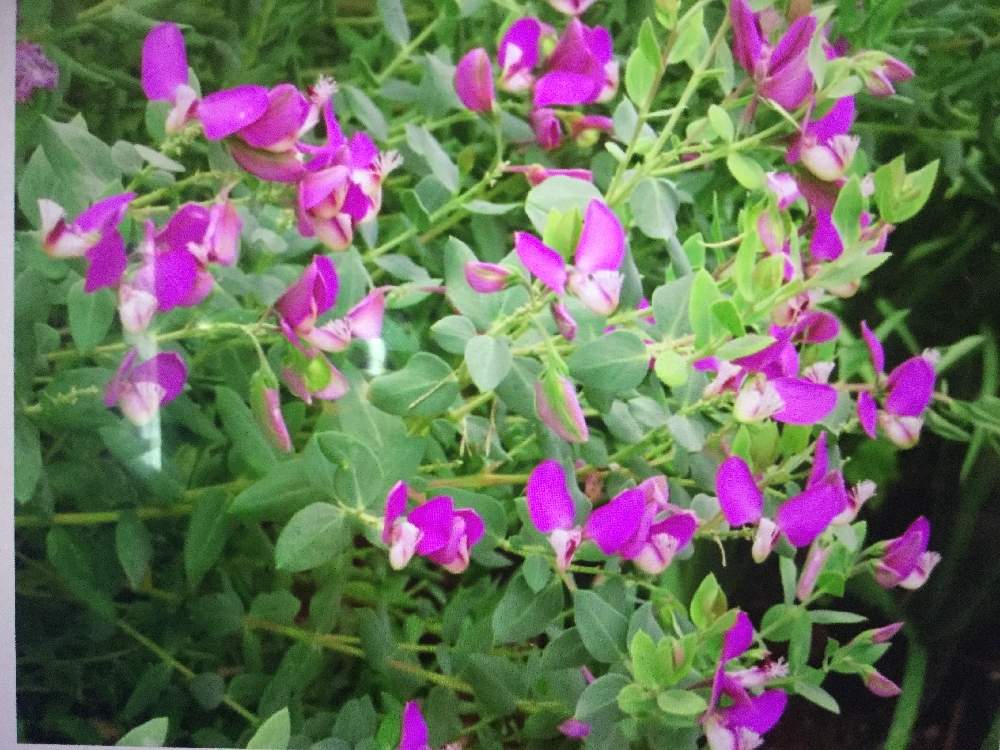 Candyさんの投稿画像 月9月28日 Greensnap グリーンスナップ