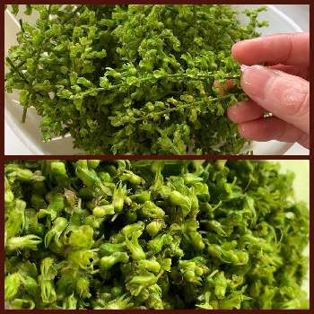 しその実 塩漬けの投稿画像一覧 Greensnap グリーンスナップ