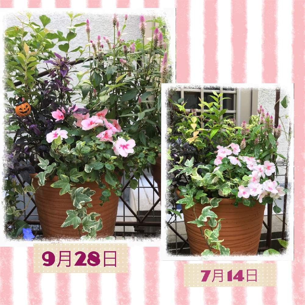 ハーブガーデンの投稿画像 By Fumi Sanさん 癒しの色とピンクの花と花のある風景とお気に入り と花壇と思い出の花とおうち園芸と癒しの風景 とハーブと癒しの花と癒しの庭とハート 月9月28日 Greensnap グリーンスナップ