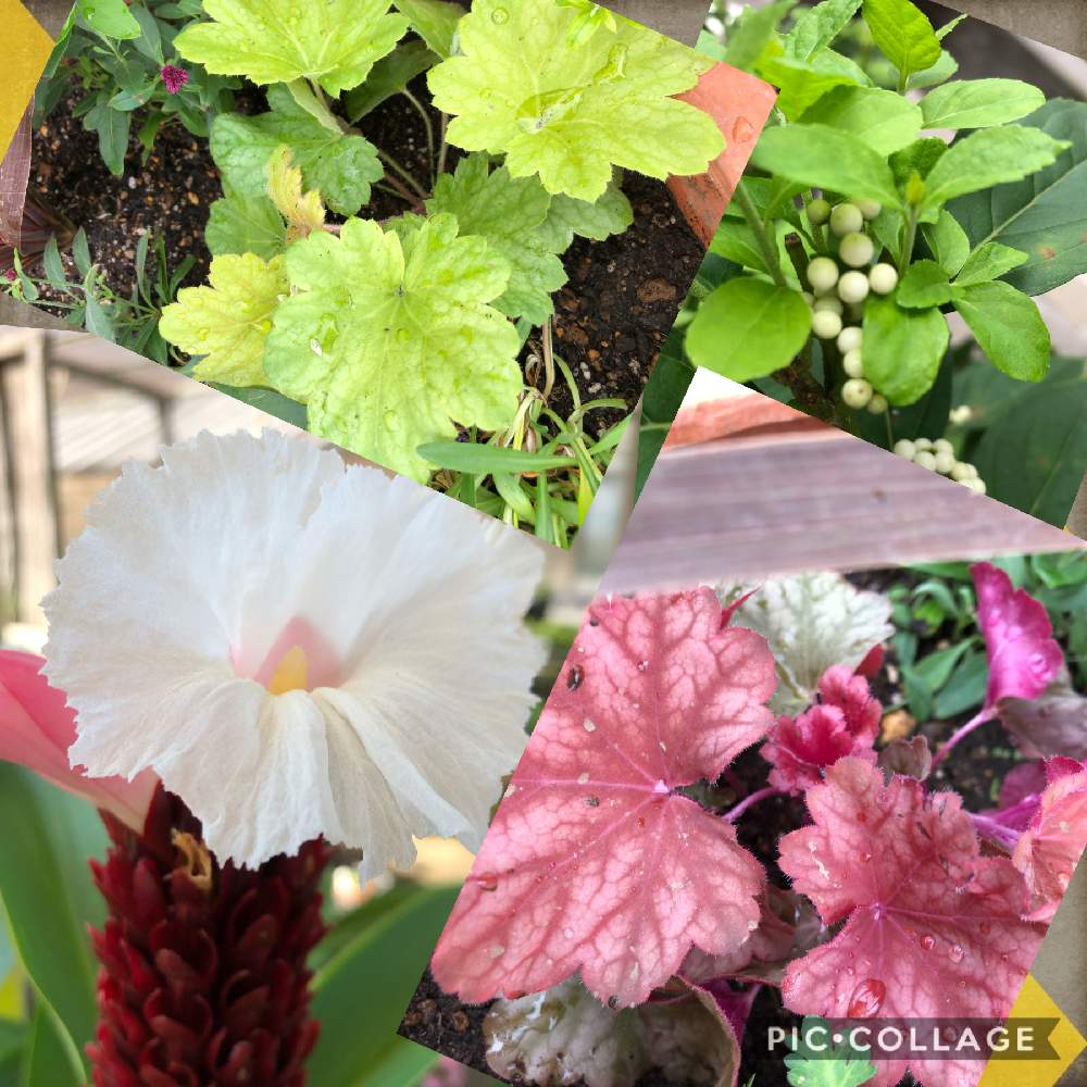 ヒューケラの投稿画像 By ポポさん 白式部とヒューケラ と園芸店とおうち園芸と葉っぱアートといやし 月9月28日 Greensnap グリーンスナップ