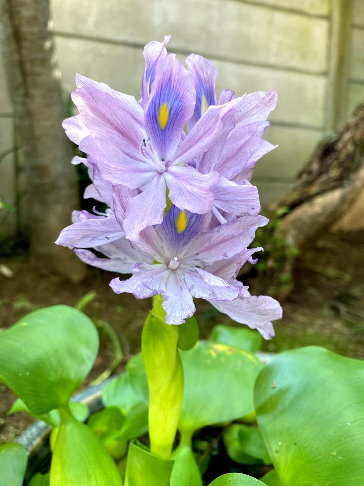 明日が良い日でありますようにの投稿画像 By めちゃさん おうち園芸とガーデニング初心者と水草 ホテイアオイとここにしか咲かない花と花のある暮らし 月9月28日 Greensnap グリーンスナップ