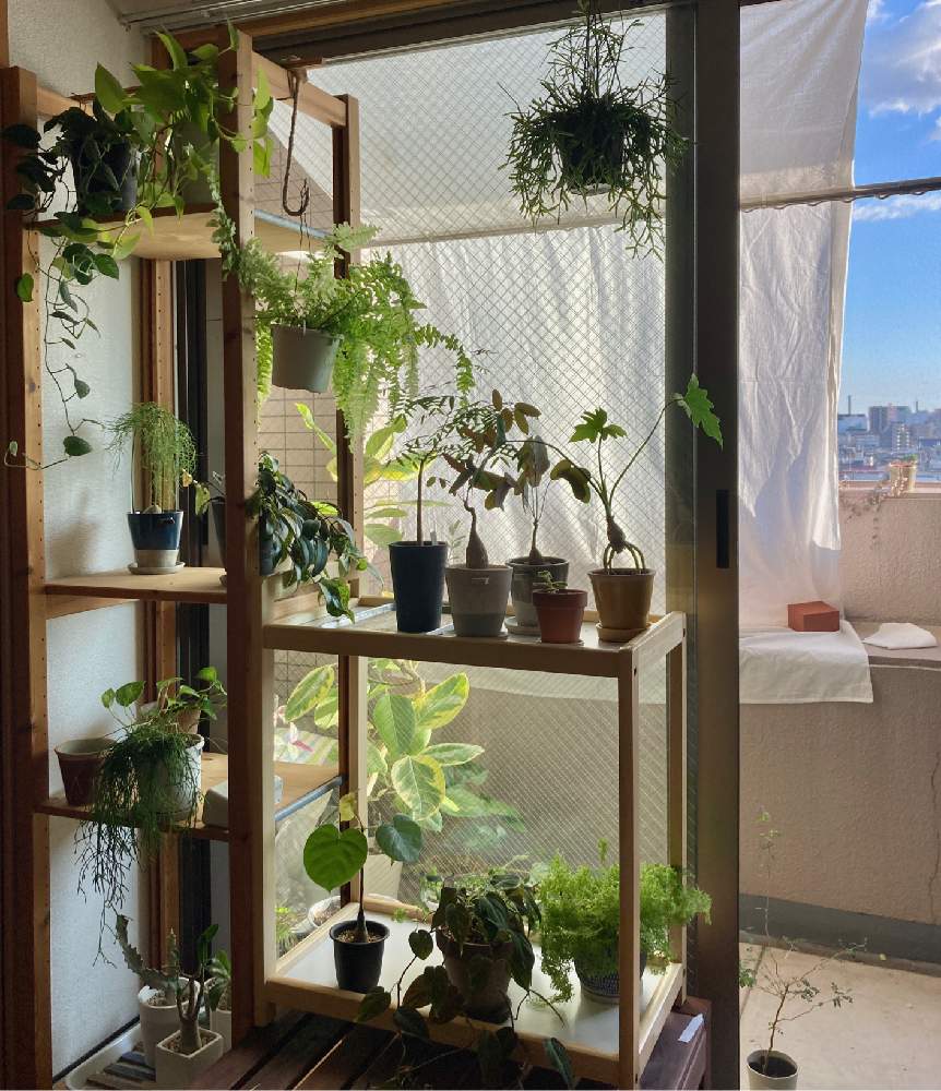 バルコニー ベランダの投稿画像 By まめさん 観葉植物とツデー タイガーと観葉植物とツデー タイガー 月9月28日 Greensnap グリーンスナップ Greensnap グリーンスナップ