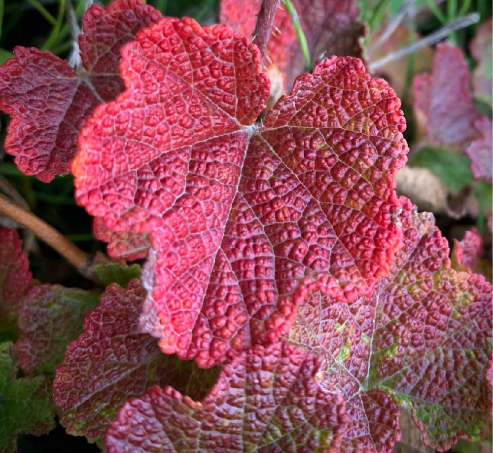 ルブス カリシノイデスの投稿画像 By Nao1013さん カラーリーフとだいすきと美しい葉とマイガーデンと大好きと紅葉 こうよう とカラーリーフガーデンと葉脈フェチとグランドカバーとリーフ 月9月28日 Greensnap グリーンスナップ