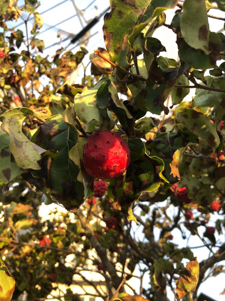 ヤマボウシの投稿画像 By ささん 月9月28日 Greensnap グリーンスナップ