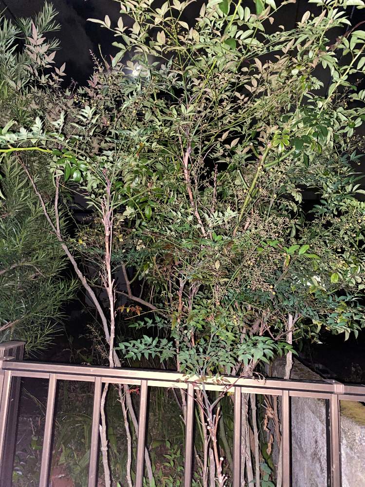 たんたんさんの投稿画像 月9月28日 Greensnap グリーンスナップ