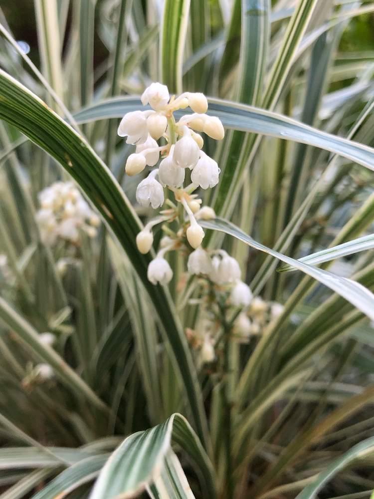 スノードラゴンの投稿画像 By Sacoペトレアさん 沖縄とグランドカバー 月9月28日 Greensnap グリーンスナップ