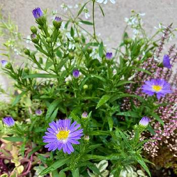 ガーデンアスタサファイア Proven Winners Pw ガーデニング 園芸 花苗 低木 多肉植物 花 植物