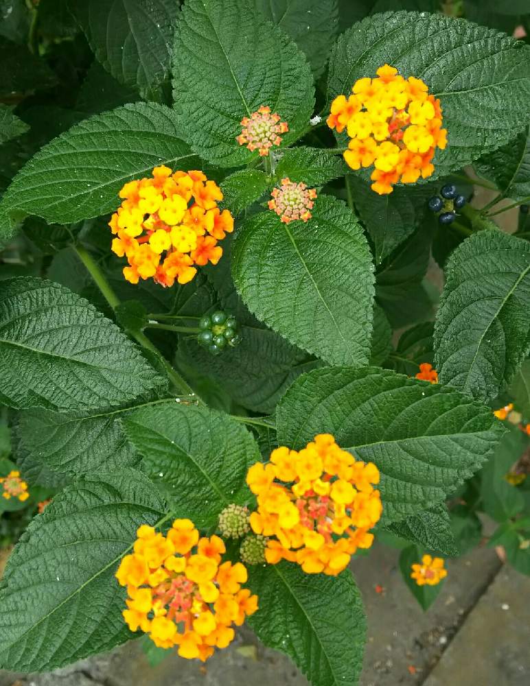 ランタナの投稿画像 By Pikocoさん お花大好き と寄せ植えと花壇と挿し木とおうち園芸とボーダーガーデンと偶然の出会い 月9月28日 Greensnap グリーンスナップ