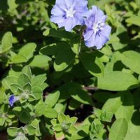 アメリカンブルーの画像