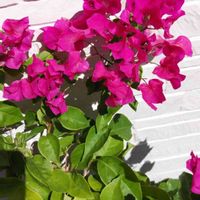 ブーゲンビリアの画像