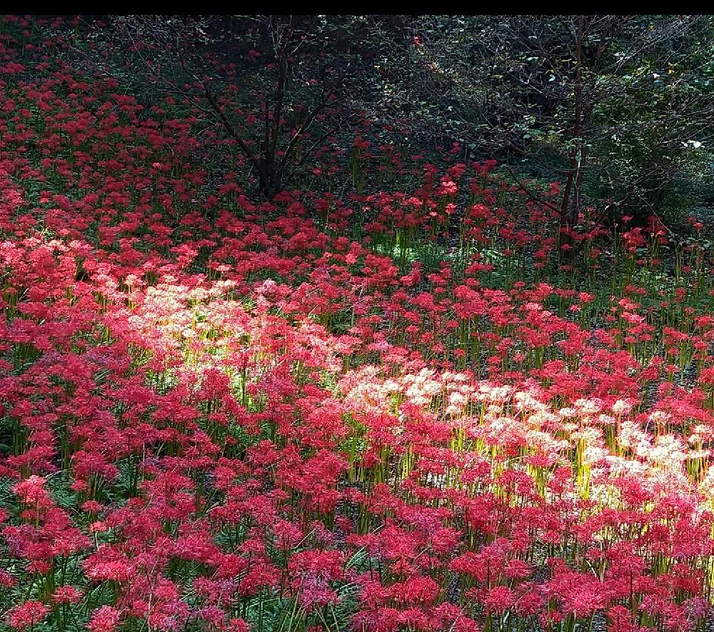 村上緑地公園の彼岸花 ひよどり坂 Greensnap グリーンスナップ