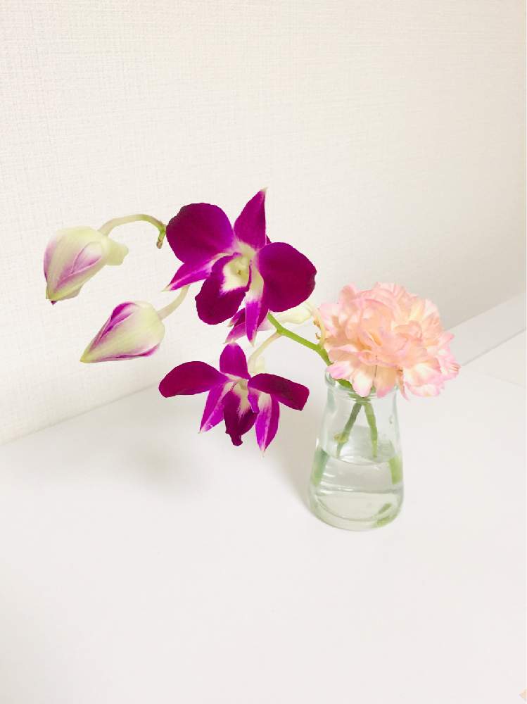カーネーションの投稿画像 By ともよさん デンファレとハナノヒとピンクの花とつぼみとおうちを彩る花と花のある暮らしとガラスの花瓶 とお花のある生活と紫の花と切り花とインテリアとハナノヒとピンクの花とつぼみとおうちを彩る花と花のある暮らしとガラスの花瓶とお花