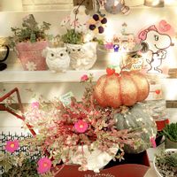 多肉棚DIY,GSのみなさんに感謝♡,姫秀麗❤,❤️いいね、ありがとう,繋がりに感謝✨の画像