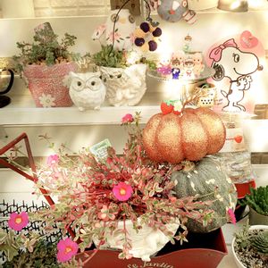 多肉棚DIY,GSのみなさんに感謝♡,姫秀麗❤,❤️いいね、ありがとう,繋がりに感謝✨の画像