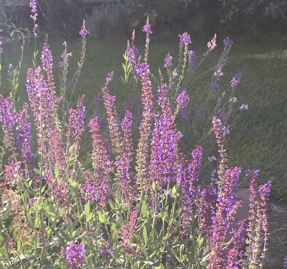 サルビアの投稿画像 By Cloverさん ガーデニングと北海道と今日のお庭 月9月29日 Greensnap グリーンスナップ