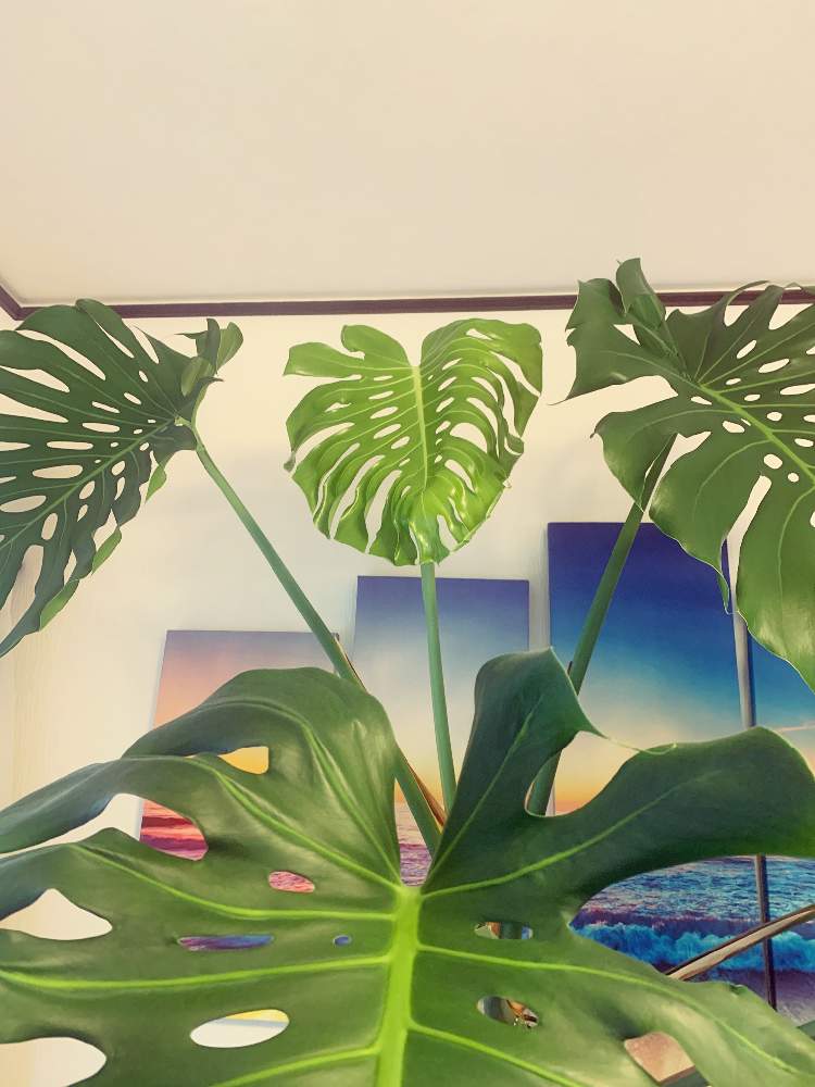 モンステラの投稿画像 By Yuyu さん 観葉植物と巨大とハワイと鉢探し中 月9月29日 Greensnap グリーンスナップ