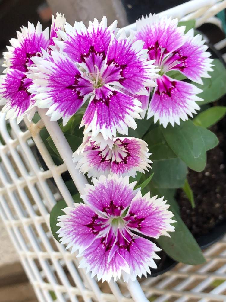 ナデシコの投稿画像 By La Vie En Roseさん アメリカナデシコと初心者と花のある暮らしと花が好きとおうち園芸 月9月29日 Greensnap グリーンスナップ