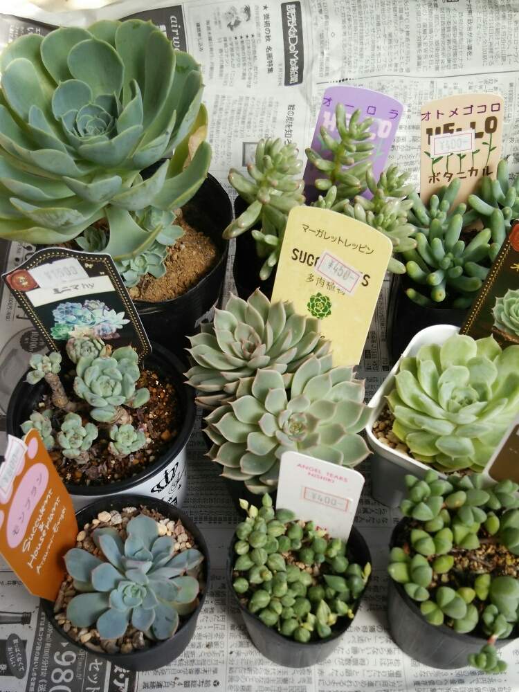 多肉植物 西瓜斑 兜錦 注意❗️気をつけて！！！！！！