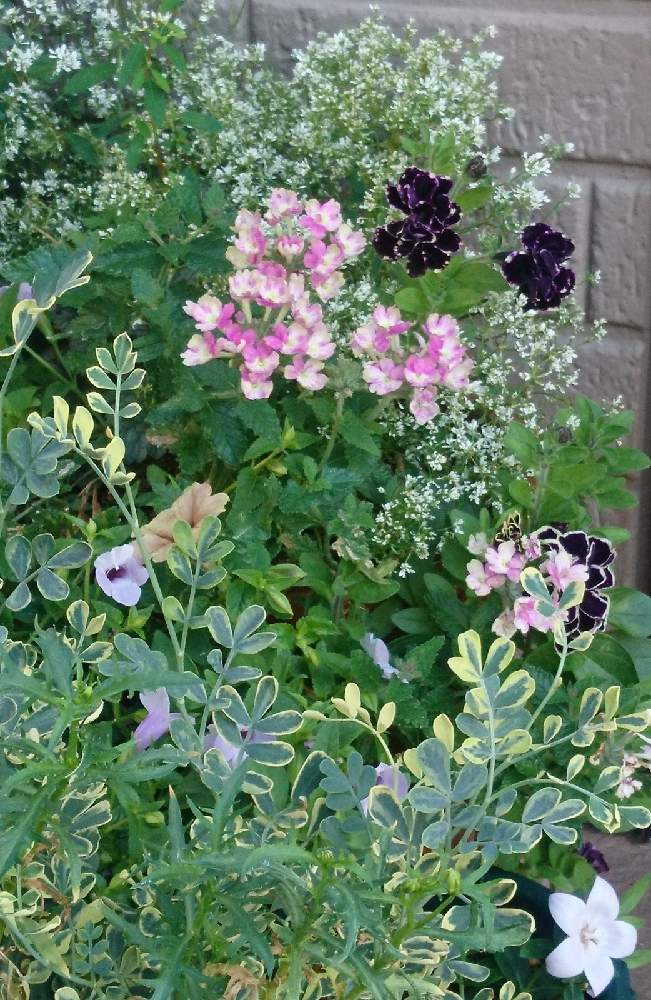 バーベナの投稿画像 By カピさん 夏の寄せ植えと羽衣黒真珠 とおうち園芸とバーベナ ラナイ ヴィンテージウォッカ 月9月29日 Greensnap グリーンスナップ