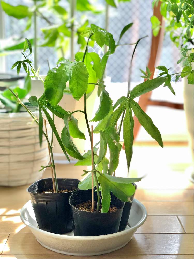 パッションフルーツの投稿画像 By Ruddyさん 時計草とおうちde菜園とおうち園芸と挿木と珍奇植物と家庭菜園奮闘日記 月9月29日 Greensnap グリーンスナップ