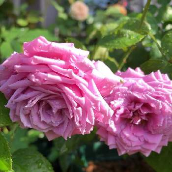 ルシエルブルー❤の画像 by メイさん | バルコニー/ベランダとルシエルブルー❤とばら バラ 薔薇とばら大好きとばら好きです♡と花のある暮らしとばら 薔薇 バラとばらの香りとばらに魅せられて