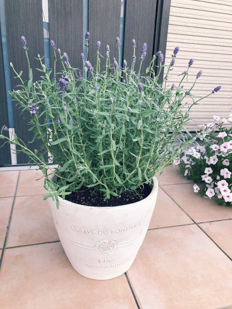 ラベンダー センティヴィアの投稿画像 By ふみさん 月9月29日 Greensnap グリーンスナップ