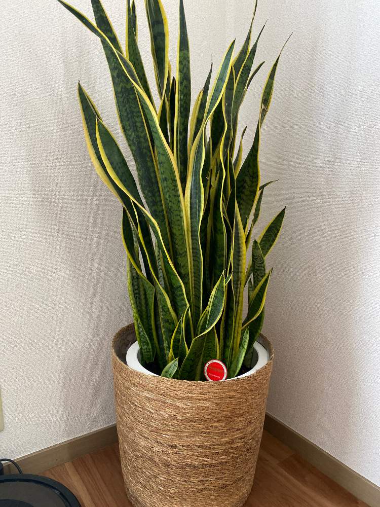 サンスベリア サンセベリア Greensnap グリーンスナップ