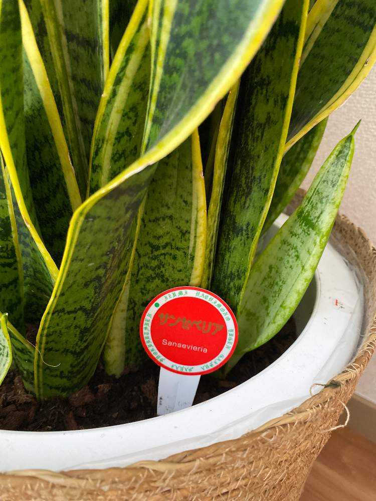 サンスベリア サンセベリア Greensnap グリーンスナップ