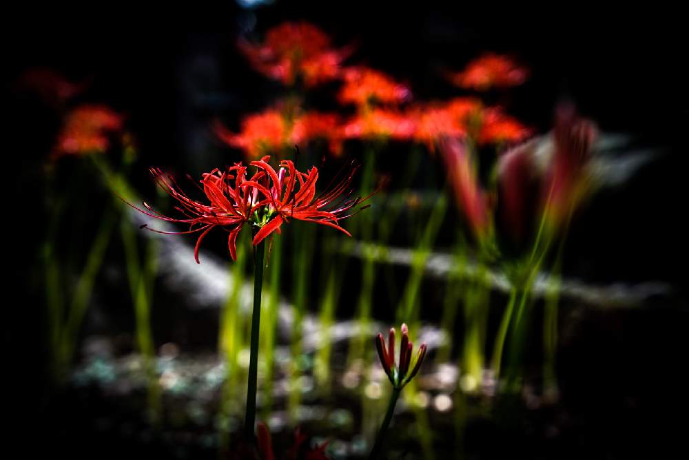 彼岸花 曼珠沙華の投稿画像 By Skmさん カメラマンとカメラ女子と彼岸花と植物撮影とおうち園芸とフォトグラファーとお花と秋に咲かせた花 園芸ガイド と花グラファー 月9月29日 Greensnap グリーンスナップ