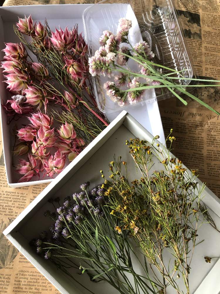 スターチスの投稿画像 By Nana Oさん セルリアとスターチス とセルリア とシリカゲルドライフラワーとワックスフラワーとセルリア ブラッシングブライドとヒメヒゴダイ とインテリアとヒメヒゴダイとスターチス とセルリア とシリカゲルドライフラワーとセルリア