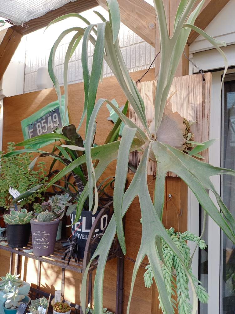 ビカクシダ ビーチーの投稿画像 By ミムラさん エクステリアとインドアグリーンとみどりのある暮らしと観葉植物とボタニカルライフとdiyウッドデッキと ビカクシダとおうち園芸と緑のある暮らしとインドアグリーンとみどりのある暮らしと観葉植物とボタニカルライフと