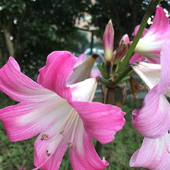 ホンアマリリスの投稿画像一覧 Greensnap グリーンスナップ