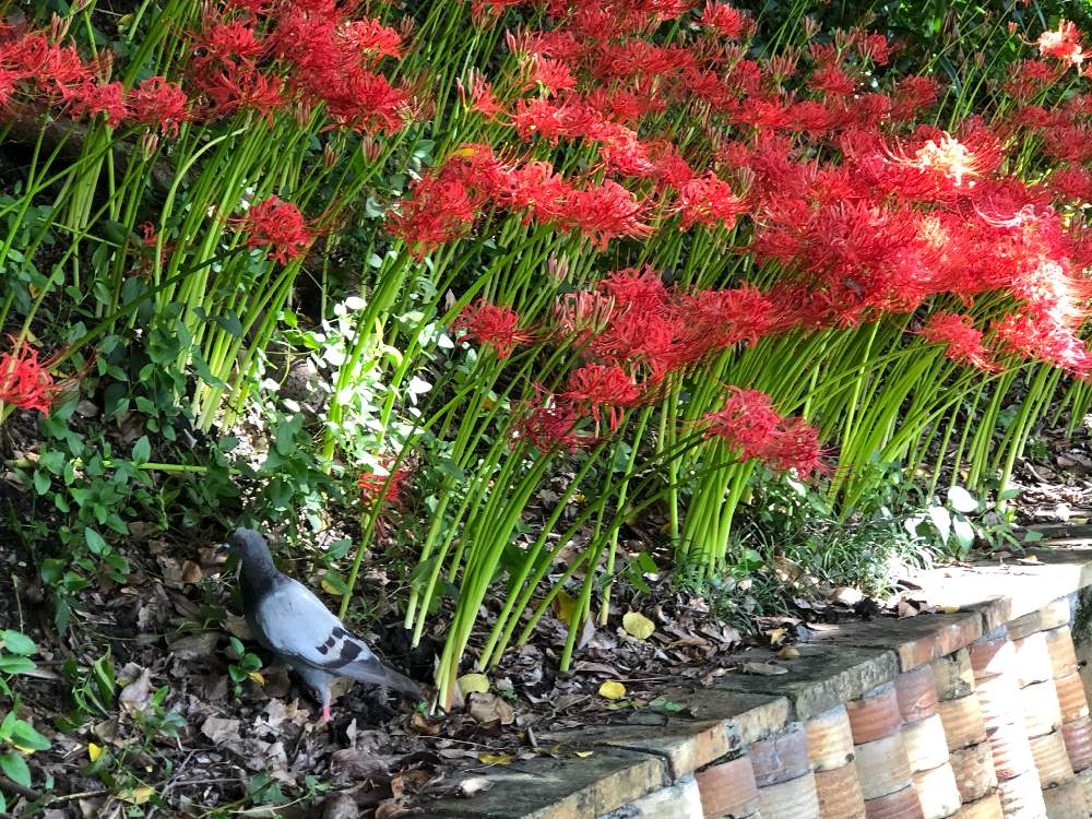 初秋の瀬戸 窯垣の小径を散歩 Greensnap グリーンスナップ 初秋の瀬戸 窯垣の小径を散歩 Greensnap グリーンスナップ