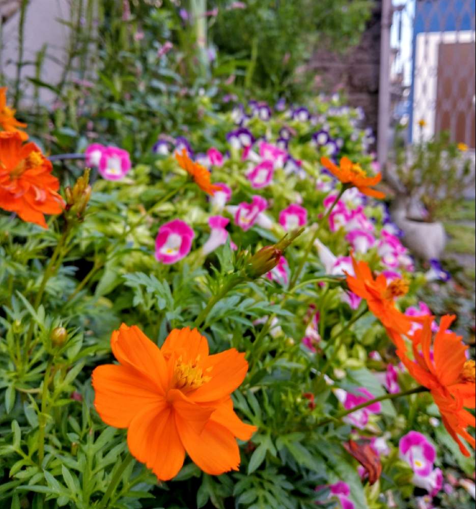 トレニアの投稿画像 By ミキさん きばなコスモスと地植えと花壇とピンクの花とオレンジ色の花 月9月29日 Greensnap グリーンスナップ