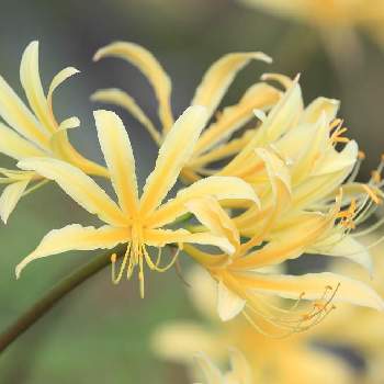 アケボノショウキズイセンの投稿画像一覧 Greensnap グリーンスナップ