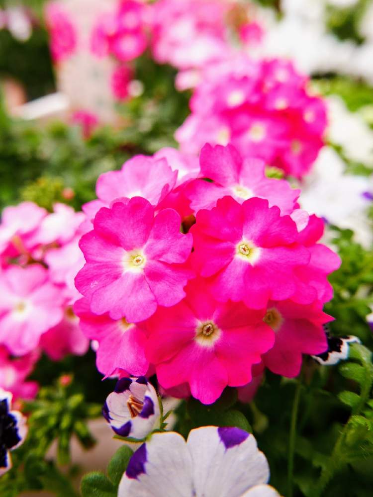 ネモフィラの投稿画像 By みにっこさん バーベナと花手毬 絢 あや とピンクの花と花のある暮らしとハート とおうち園芸 月9月29日 Greensnap グリーンスナップ