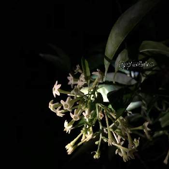 夜に咲く花の投稿画像一覧 Greensnap グリーンスナップ