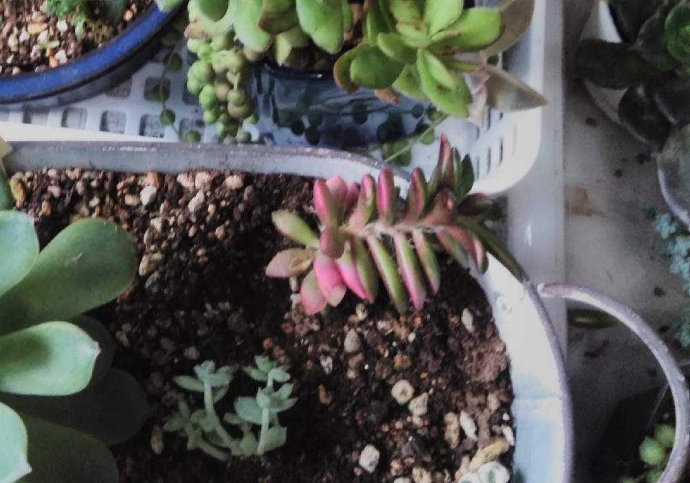 桜吹雪 挿し木 葉挿し 実生 の記録 19 5 10 21 7 1 Greensnap グリーンスナップ