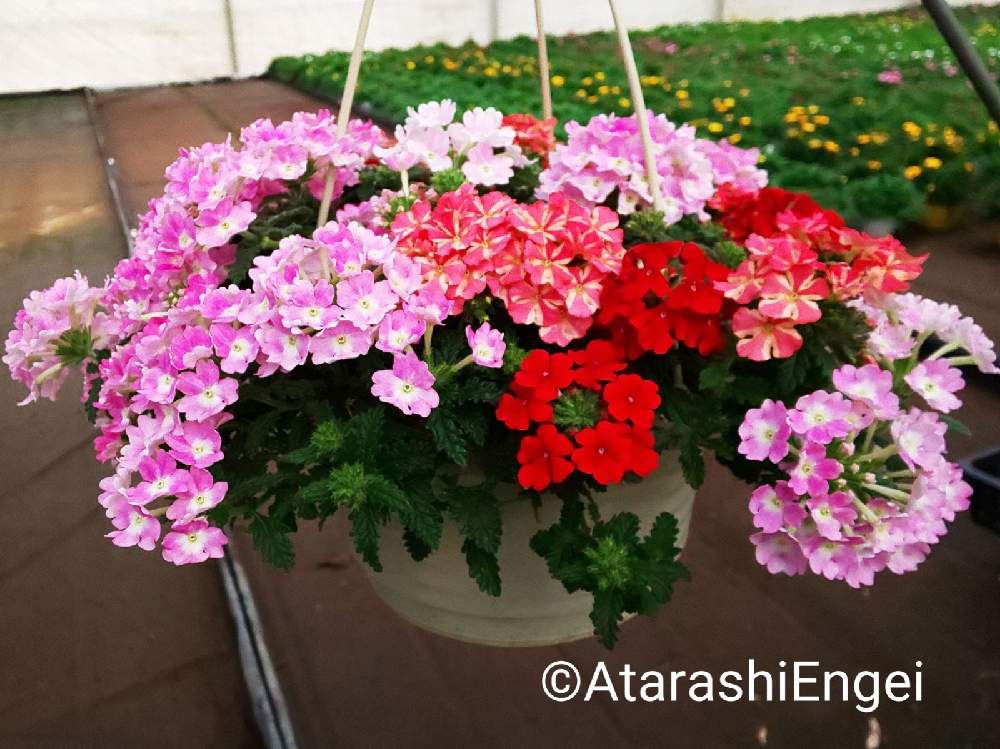 バーベナの投稿画像 By あたらし園芸さん 寄せ植えと一重咲きと日当たり良好と鉢花と埼玉とピンク色の花とガーデニングと太陽の光を浴びてと花のある暮らしと埼玉県深谷市 月9月29日 Greensnap グリーンスナップ