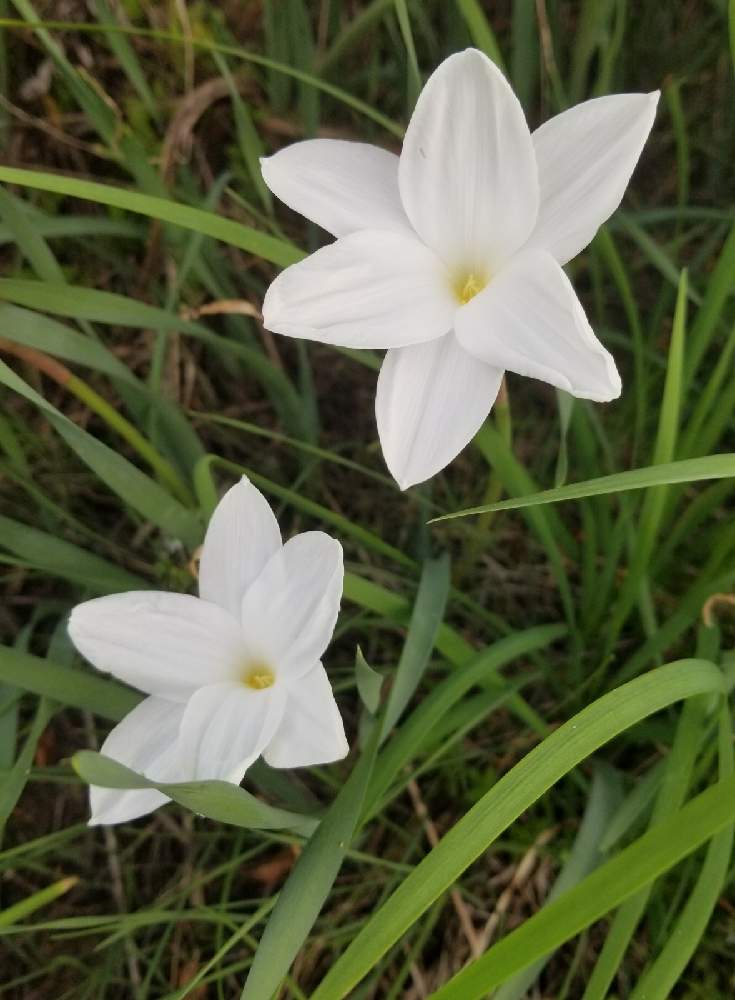 ゼフィランサスの投稿画像 By Ocarina0905さん 野の花とスマホ撮影と野草と山野草とgs映えと河川敷と野生化と川土手と9月の花と白い花とチーム福岡 月9月29日 Greensnap グリーンスナップ