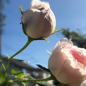 アリエッタの画像 by hiro-151e.さん | 小さな庭とアリエッタとスマホ撮影とばら バラ 薔薇と狭小ガーデンとおうち園芸とおきにいりとお庭の植物と河本ローズと青空の下でと花のある暮らしとバラ愛同盟と青空に映えると河本純子